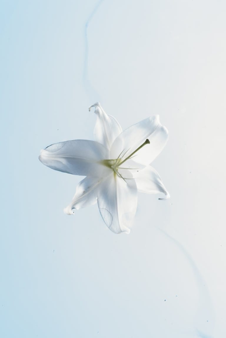 A serene white lily floating on a soft blue background, symbolizing purity and simplicity.