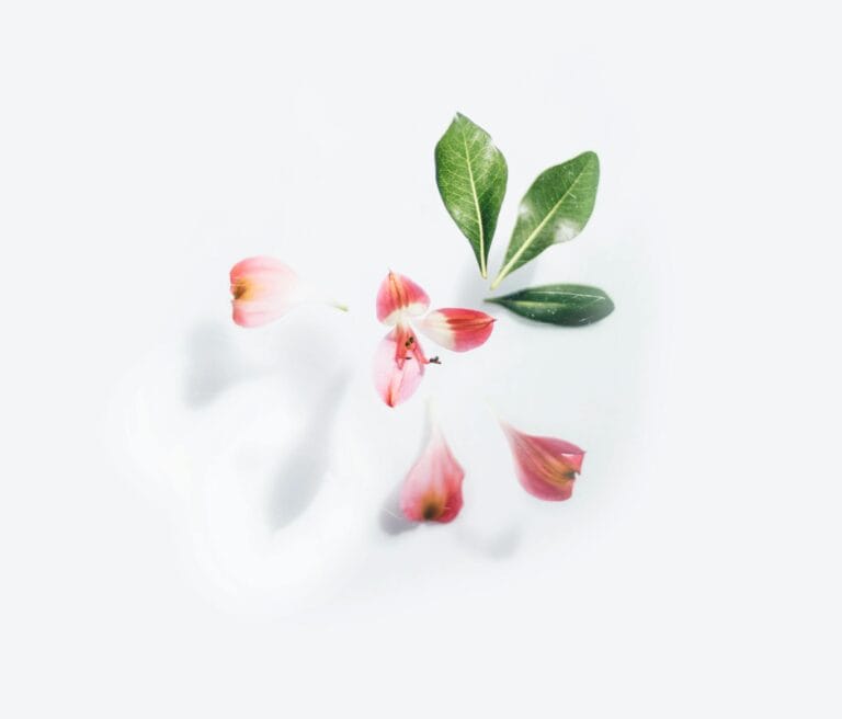 Elegant deconstructed flower petals and leaves on a white background.